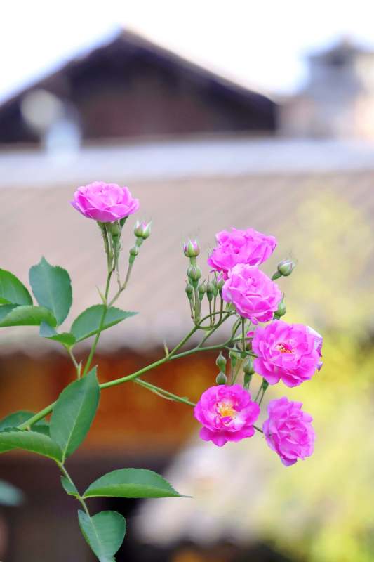 粉玫瑰绽放枝头图片