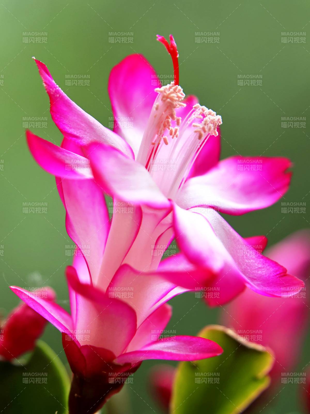 粉红仙人掌花绽放图片