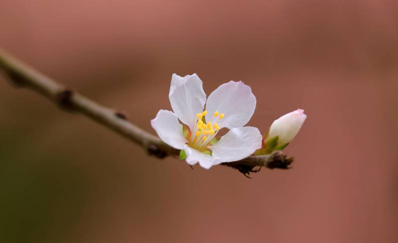 春日花枝绽放图片