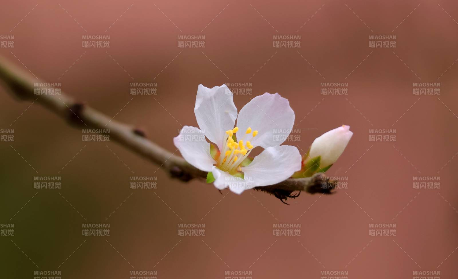 春日花枝绽放图片