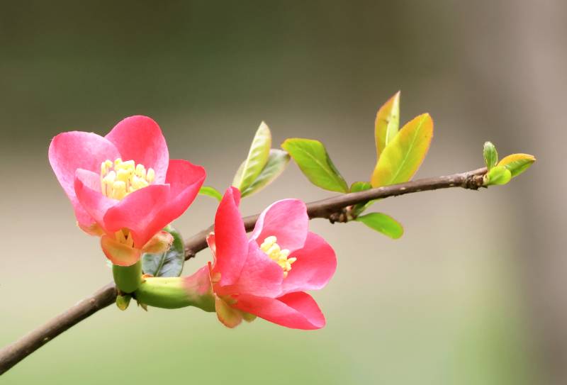 春日花枝绽放图片