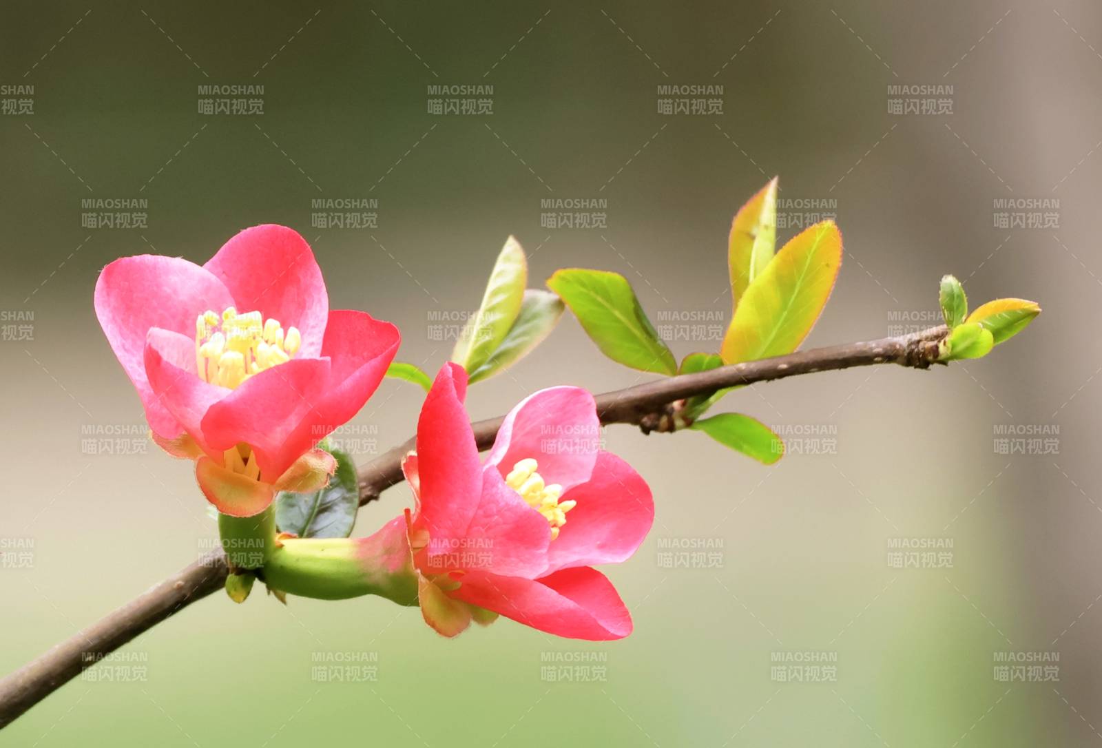 春日花枝绽放图片