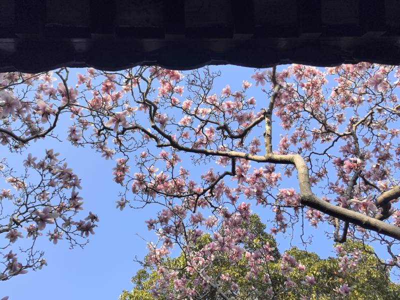 樱花绽放春日景图片