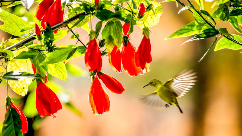 蜂鸟采蜜红花间图片