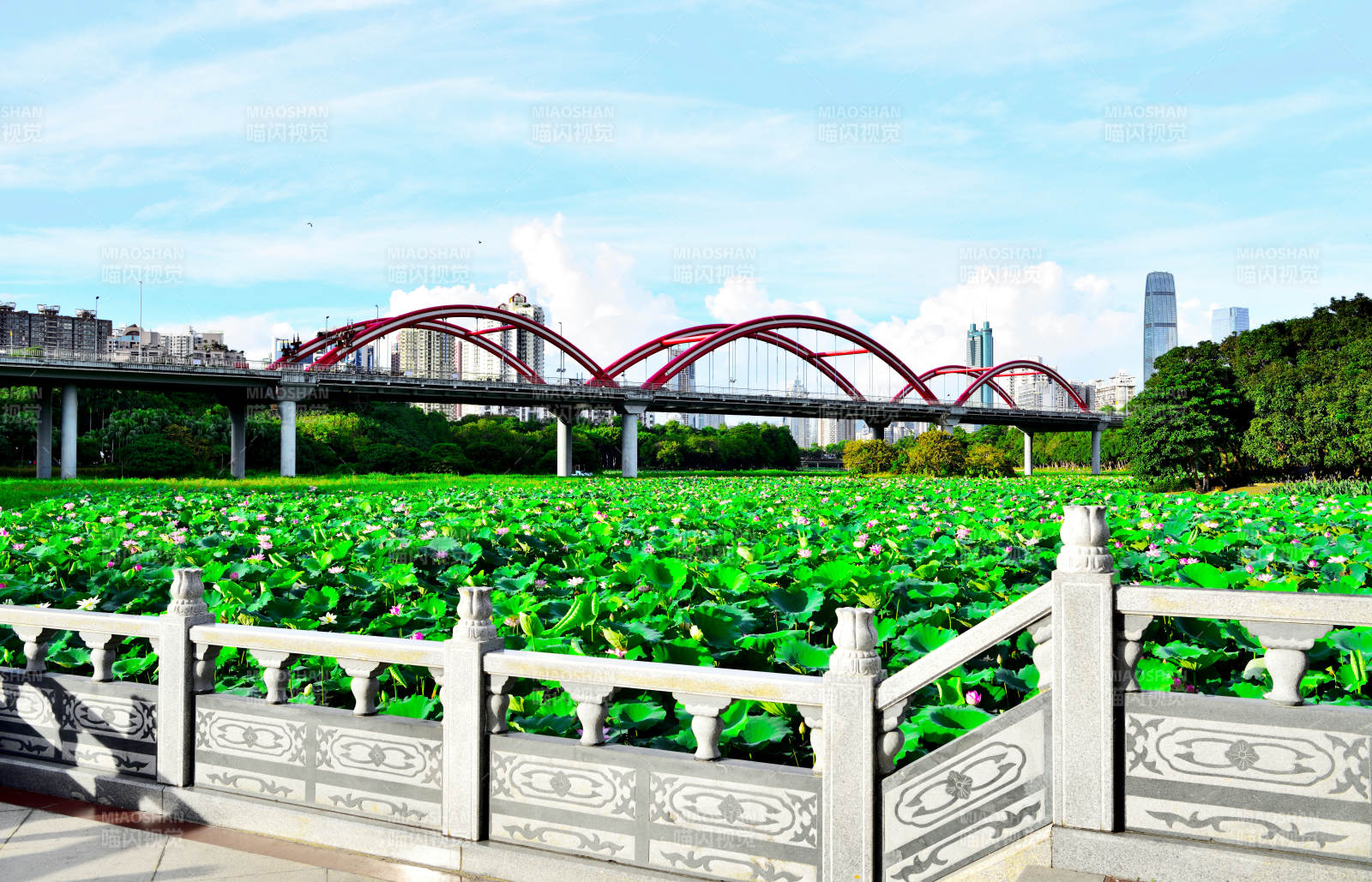 荷塘拱桥美景图片