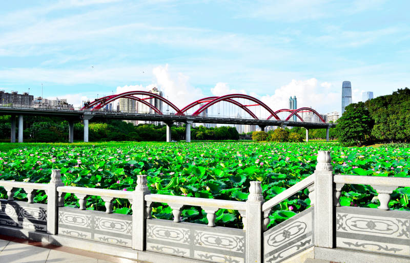 荷塘拱桥美景图片