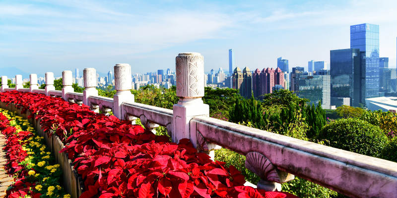 花海映城景图片