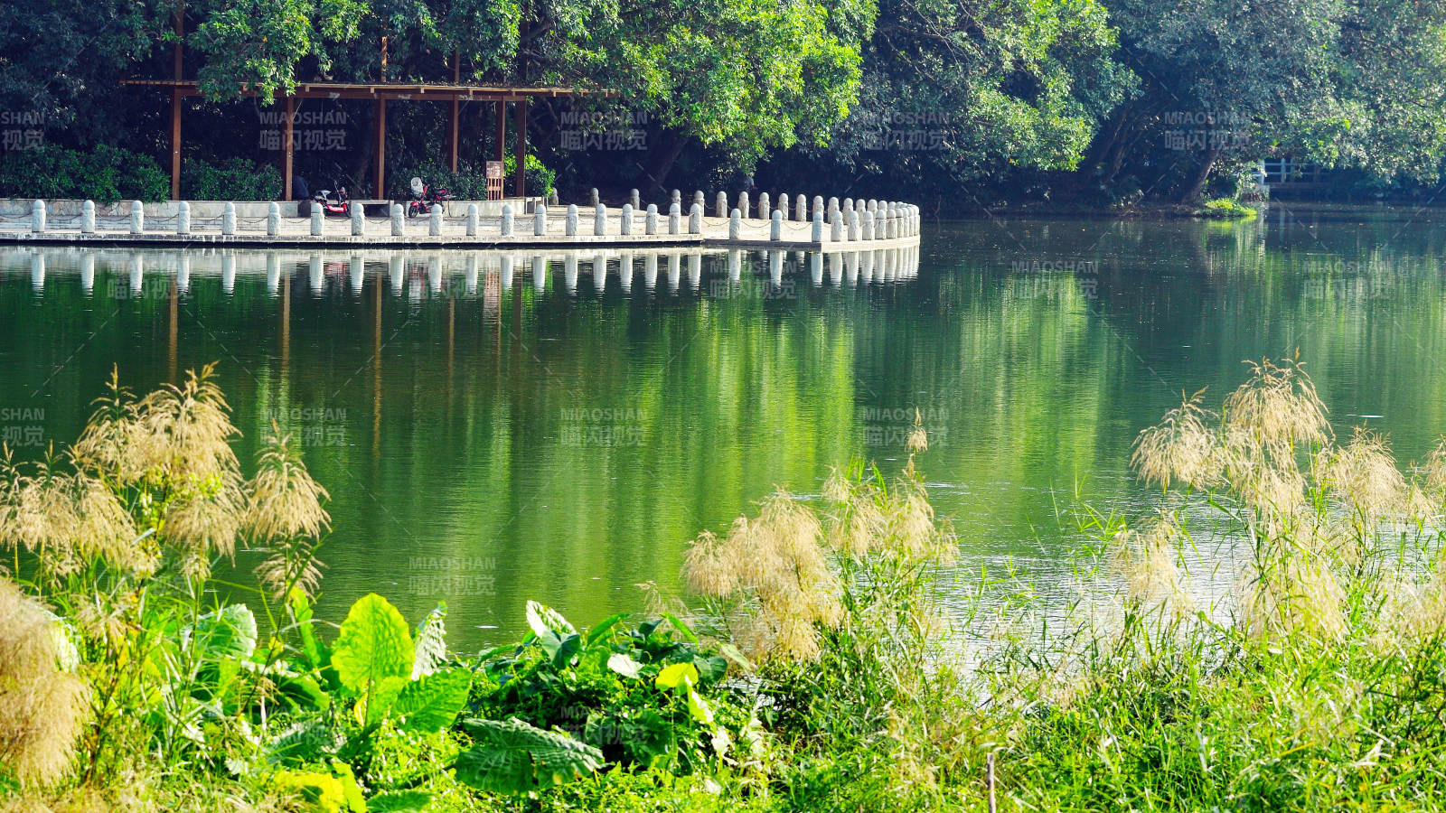 湖畔绿意盎然图片