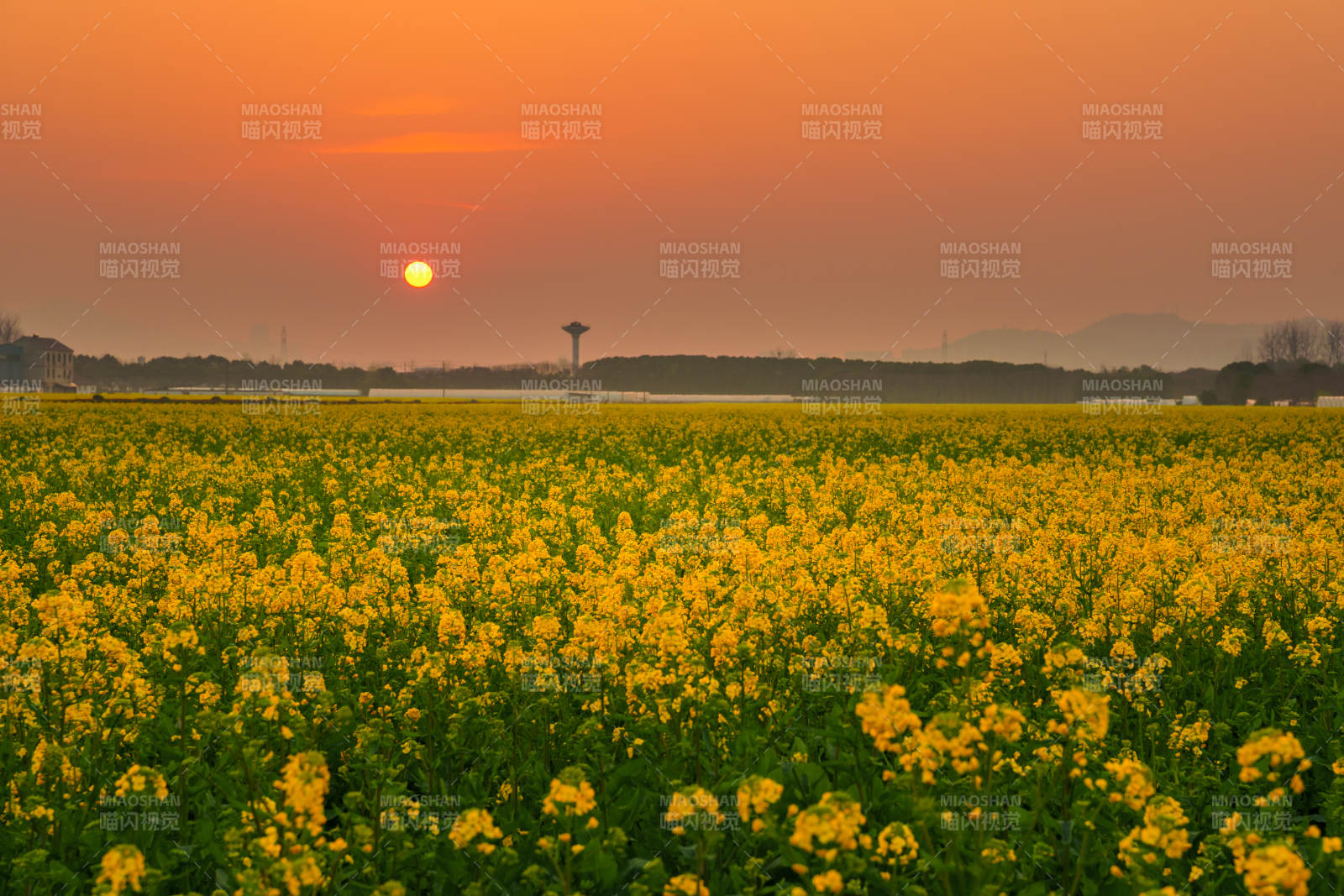 油菜花海日落图片