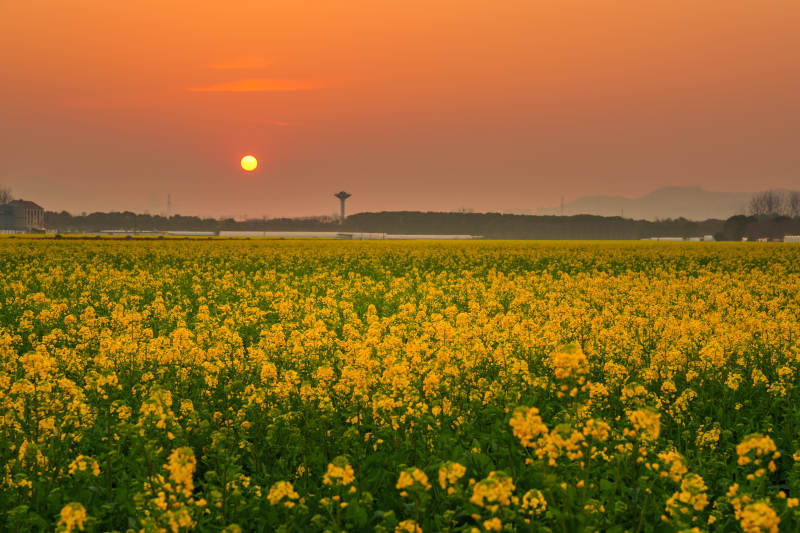 油菜花海日落图片