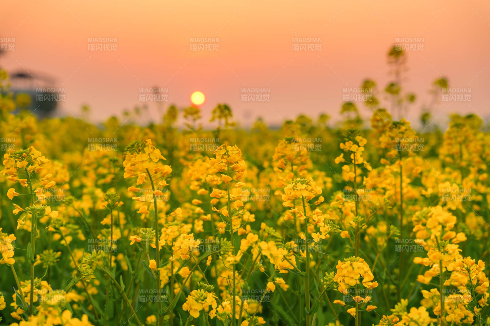 油菜花海日落图片