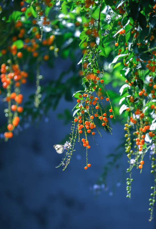 橙果垂枝蝶舞图片