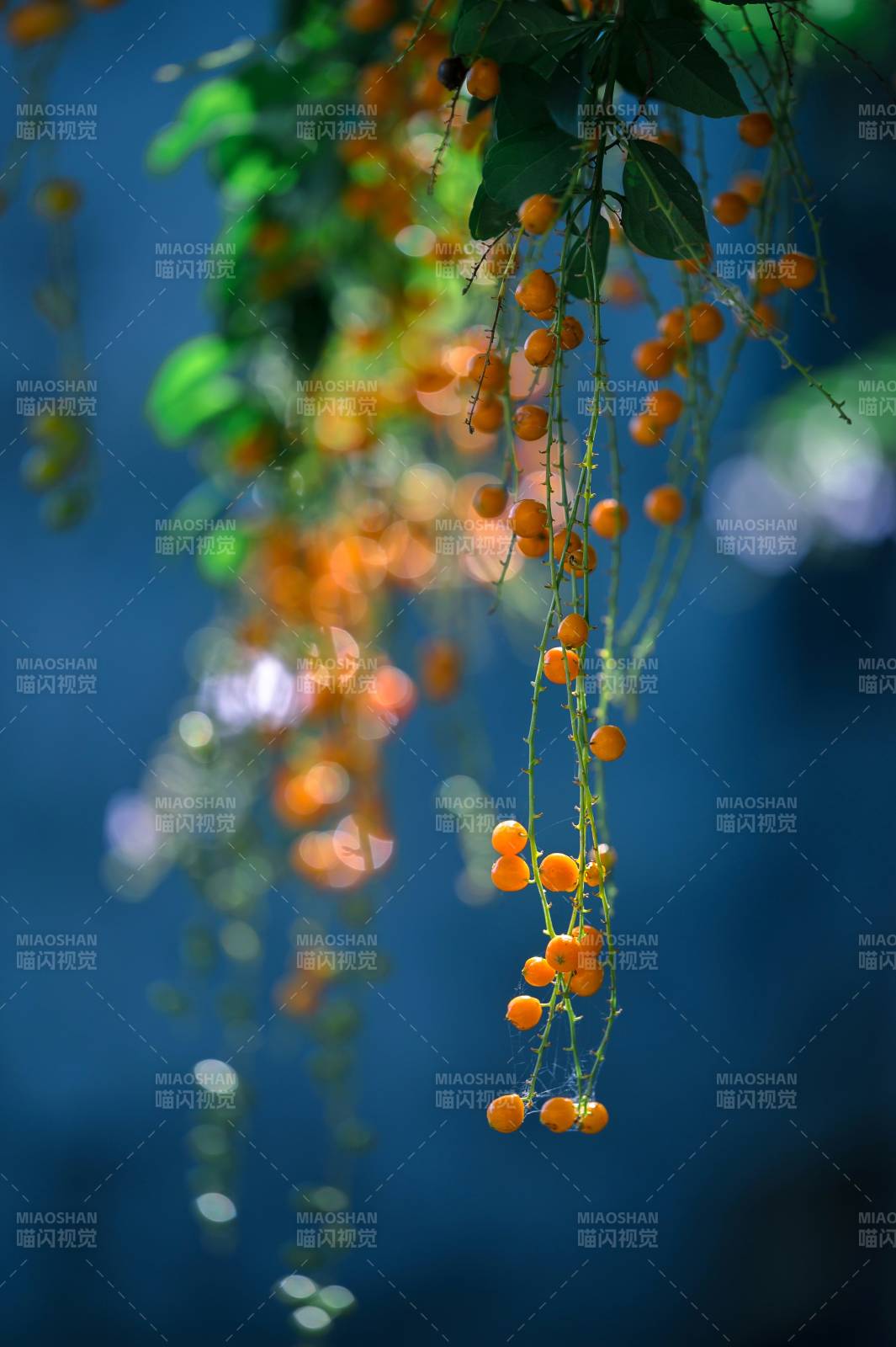 橙果垂枝 光影斑驳图片