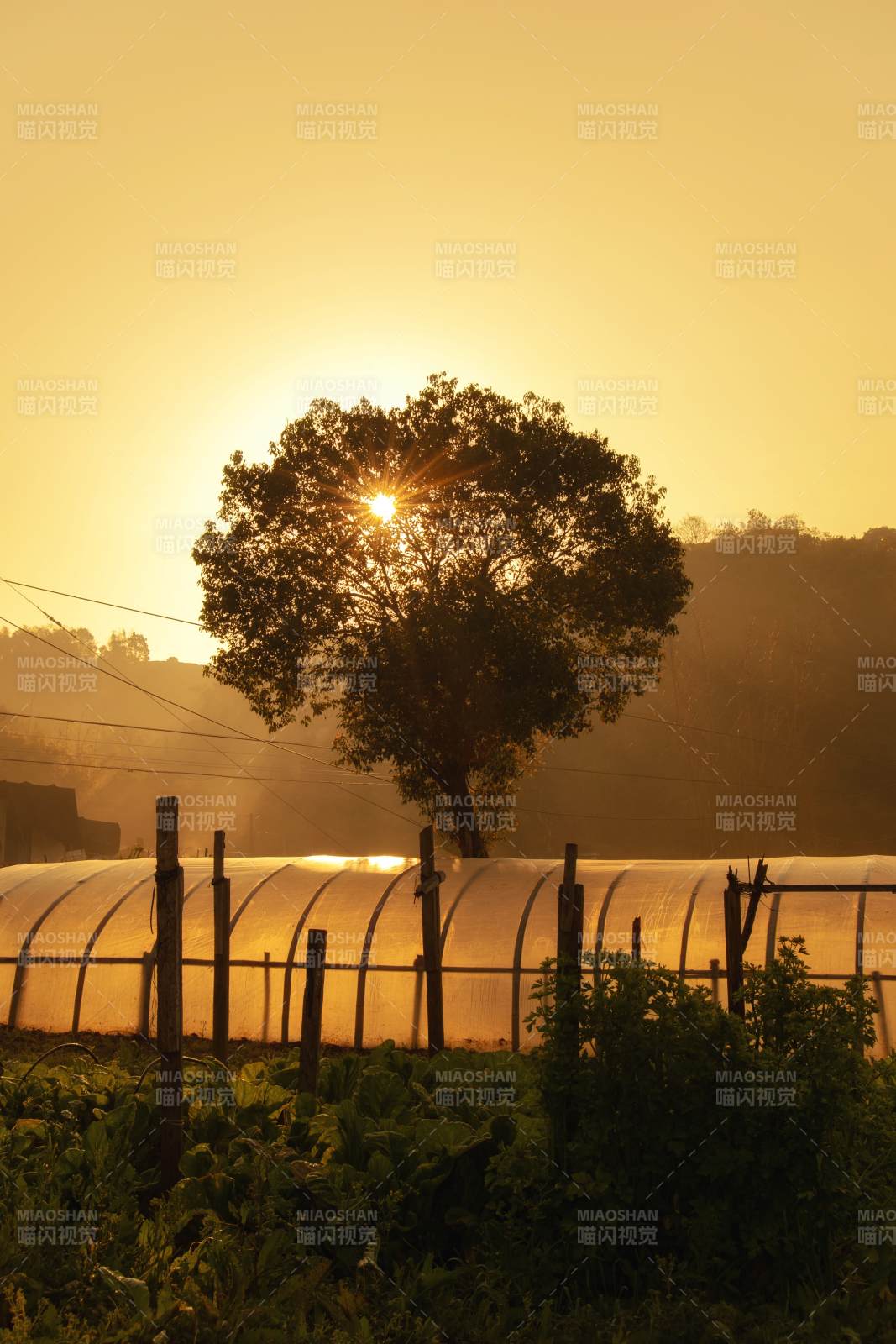 夕阳下的树影图片
