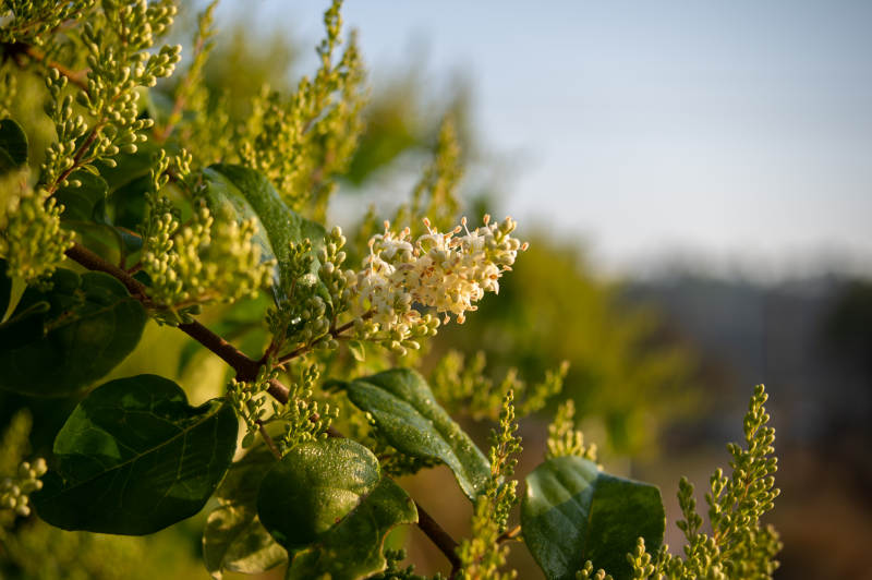 绿叶白花迎风摇图片