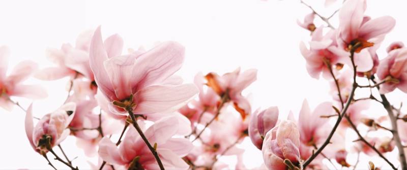 粉嫩玉兰花绽放图片