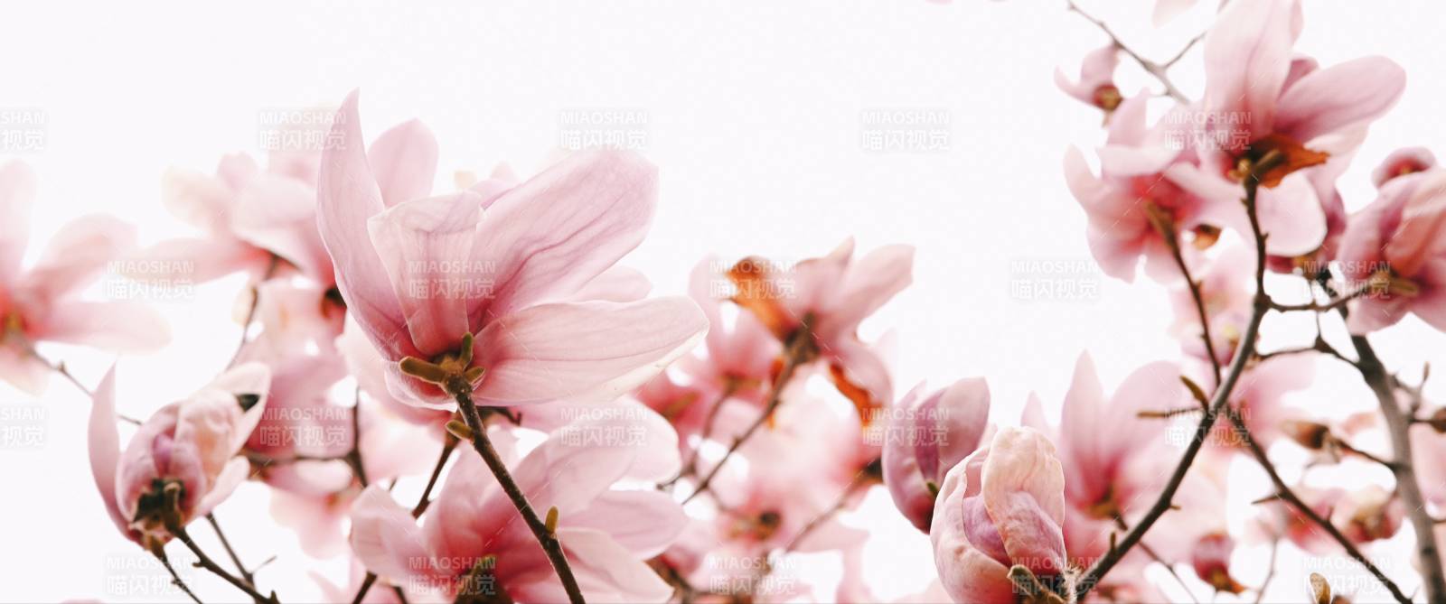 粉嫩玉兰花绽放图片