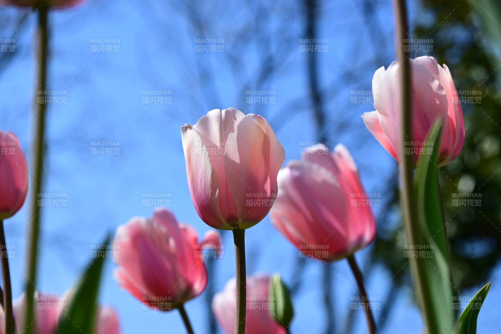 粉红郁金香绽放图片