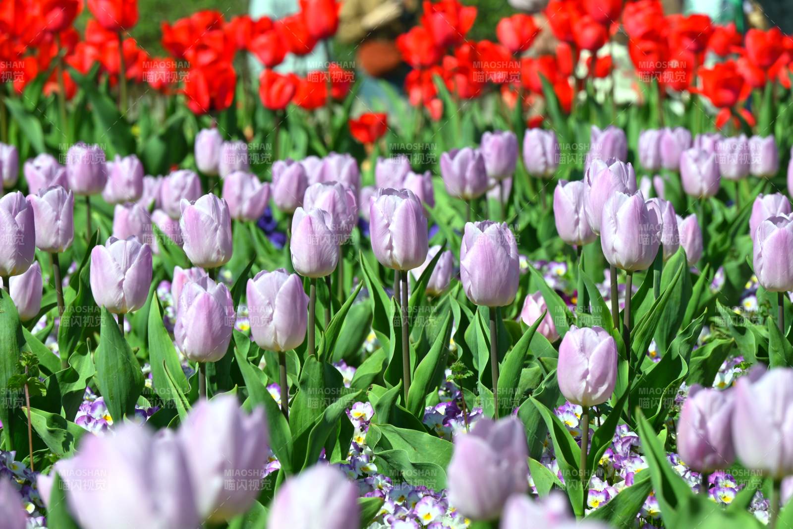 紫红郁金香花海图片