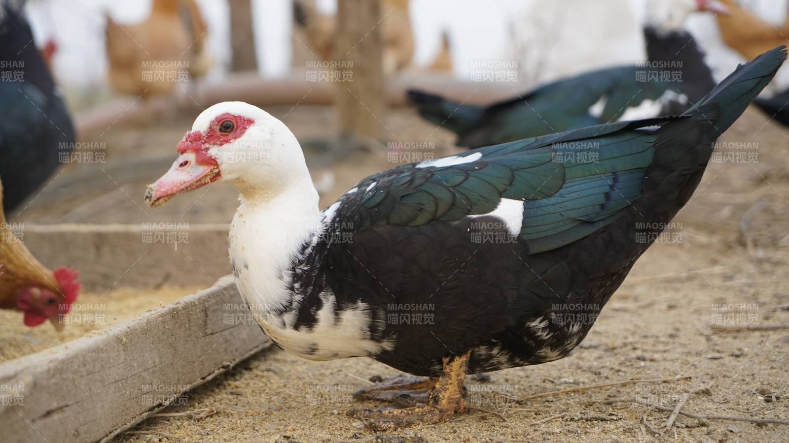 黑白鸭子在农场图片