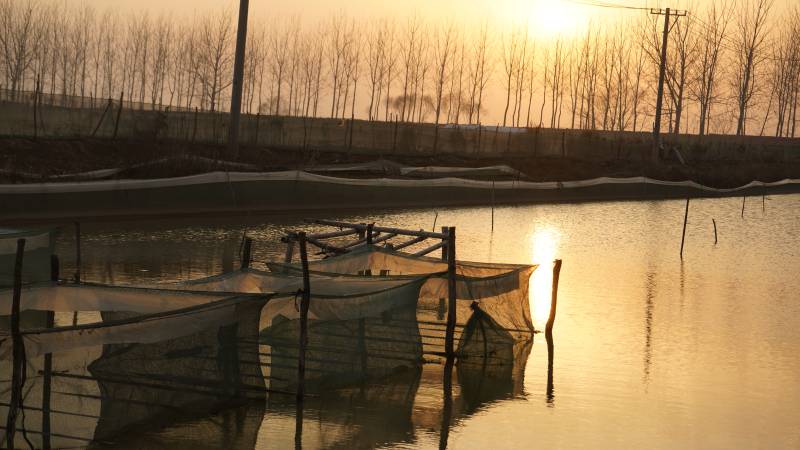 夕阳下的渔网静影图片