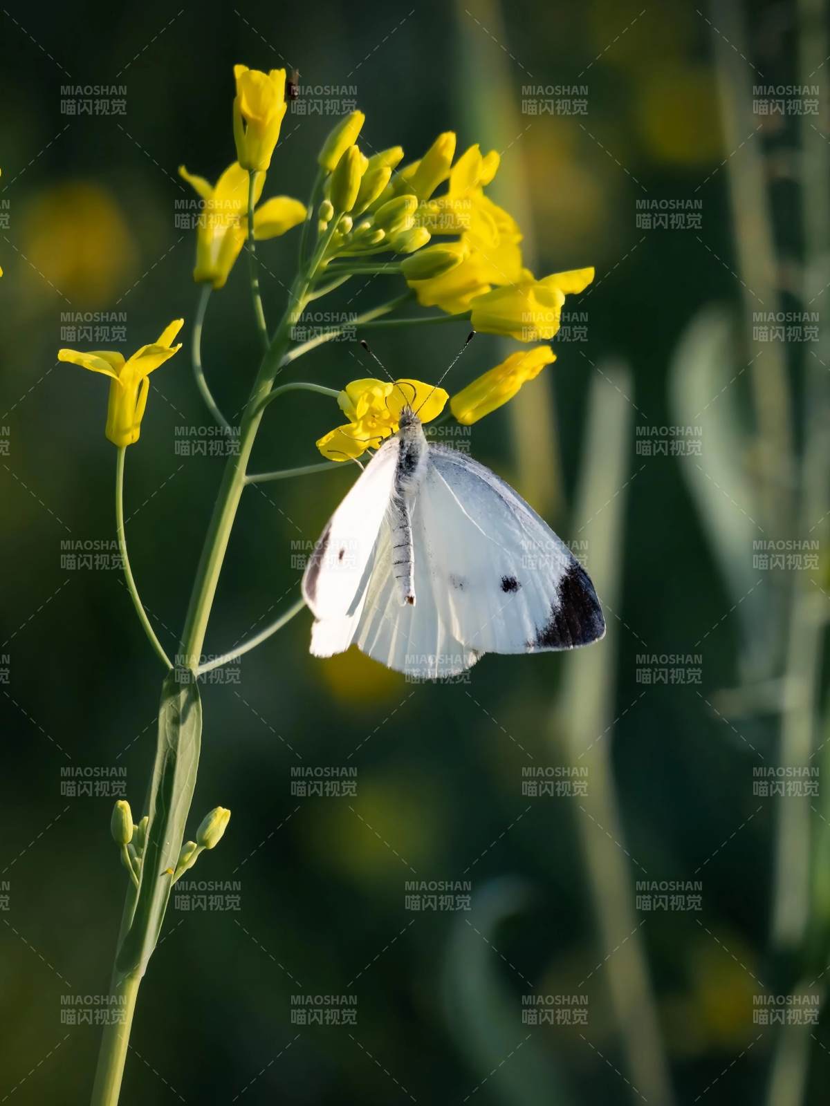 白蝶恋黄花图片