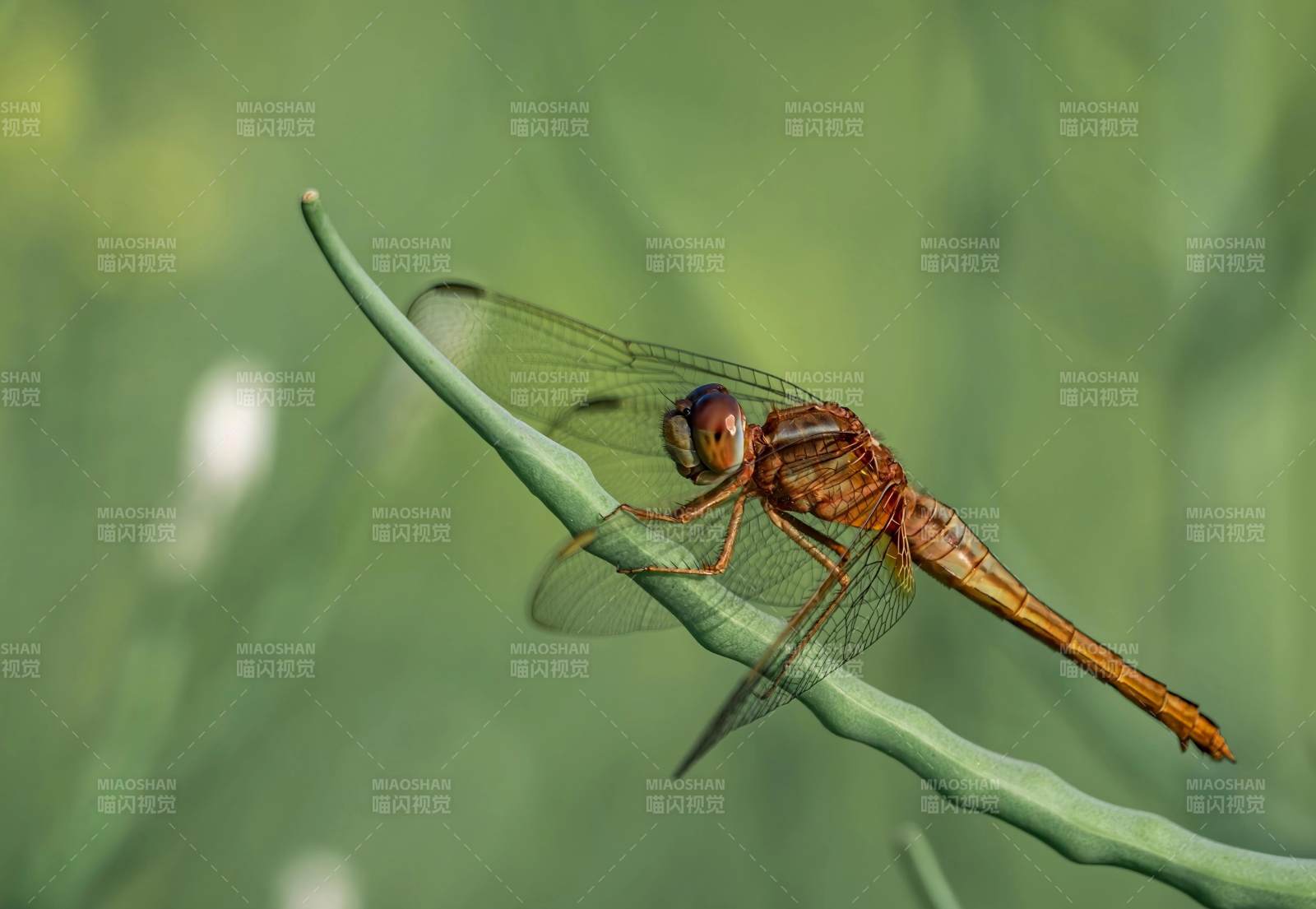 蜻蜓栖息绿叶上图片