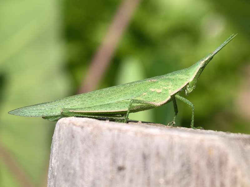 绿叶虫栖木上图片