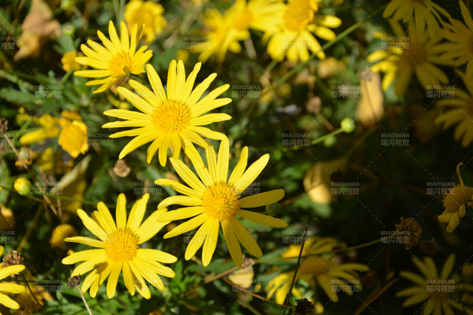 金菊绽放 阳光明媚图片