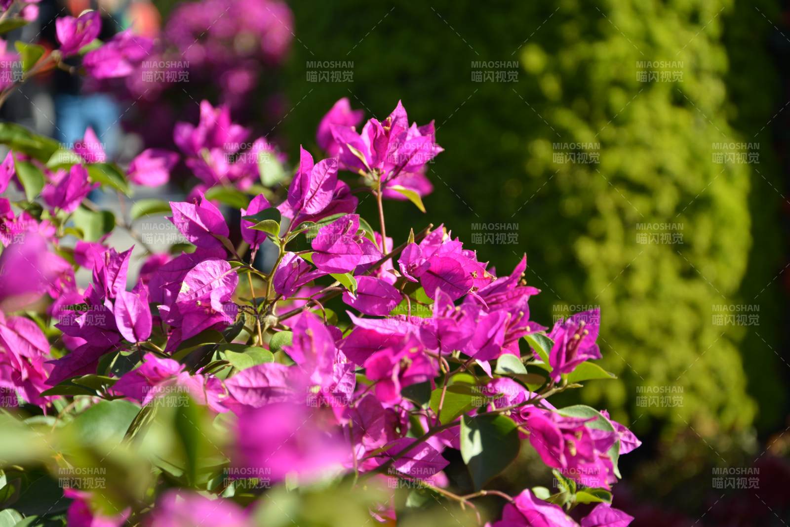 紫花绽放园中景图片