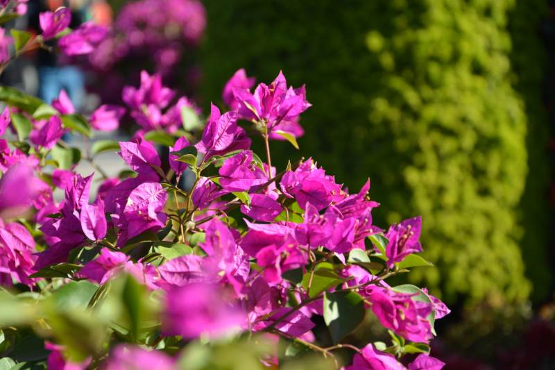 紫花绽放园中景图片