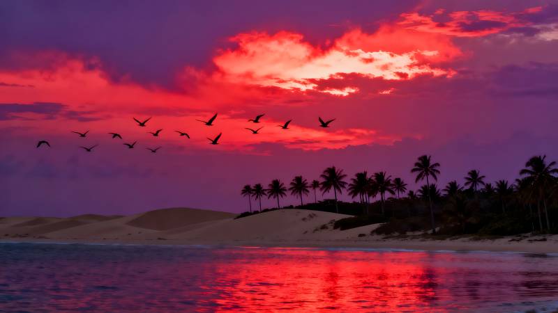 红霞映海鸟归林图片