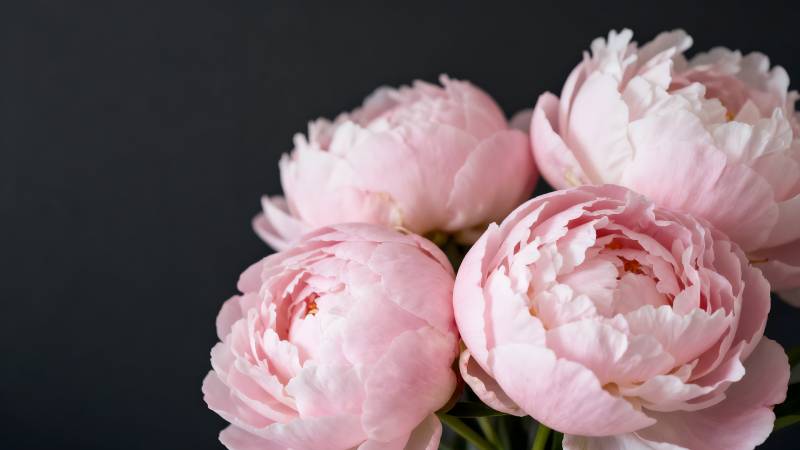 粉嫩牡丹绽放图片