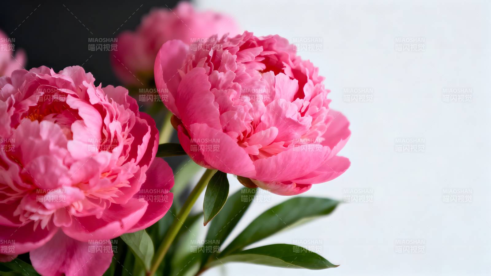 粉红牡丹绽放图片