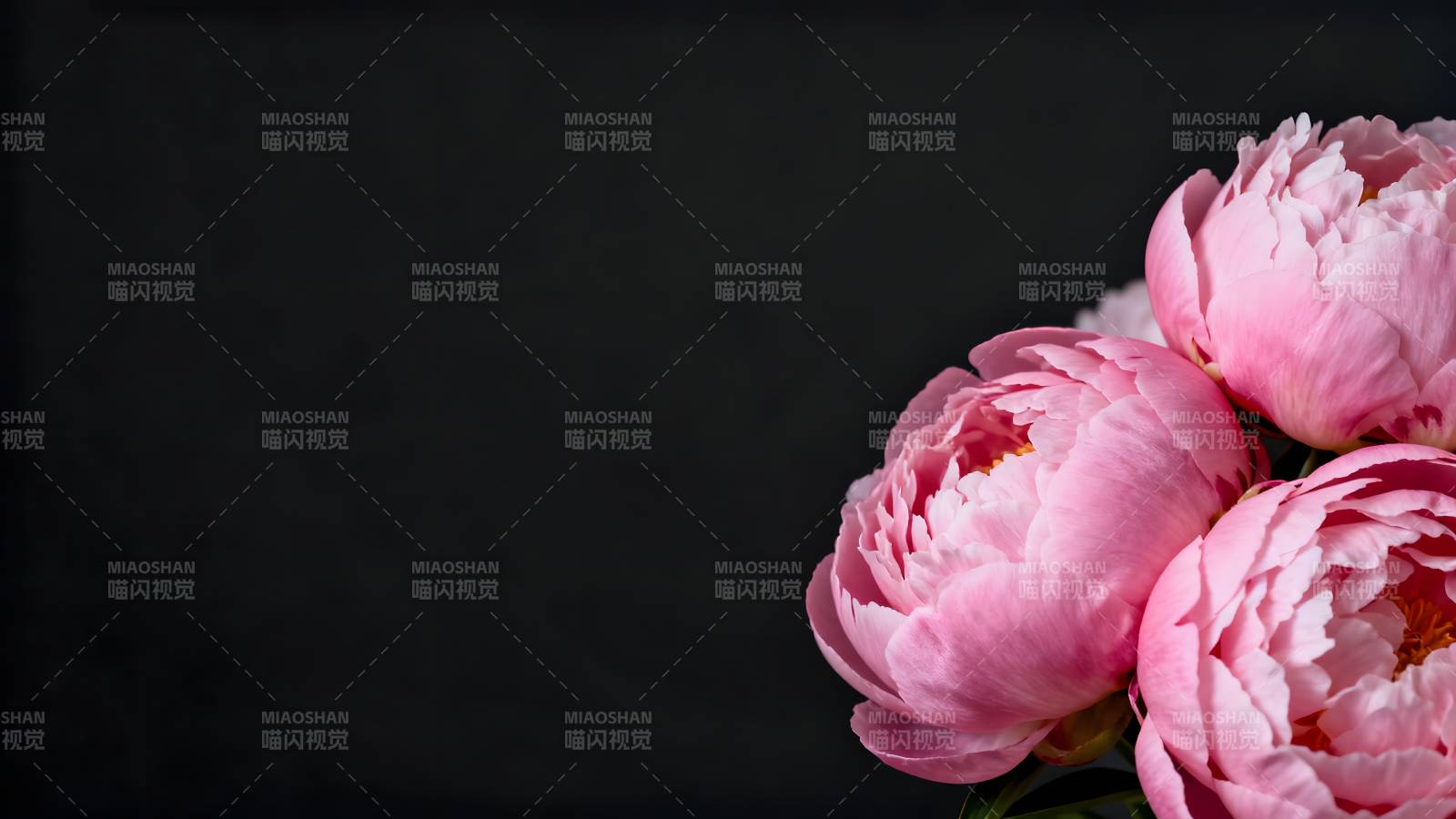 粉红牡丹绽放图片