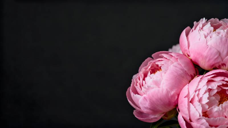 粉红牡丹绽放图片