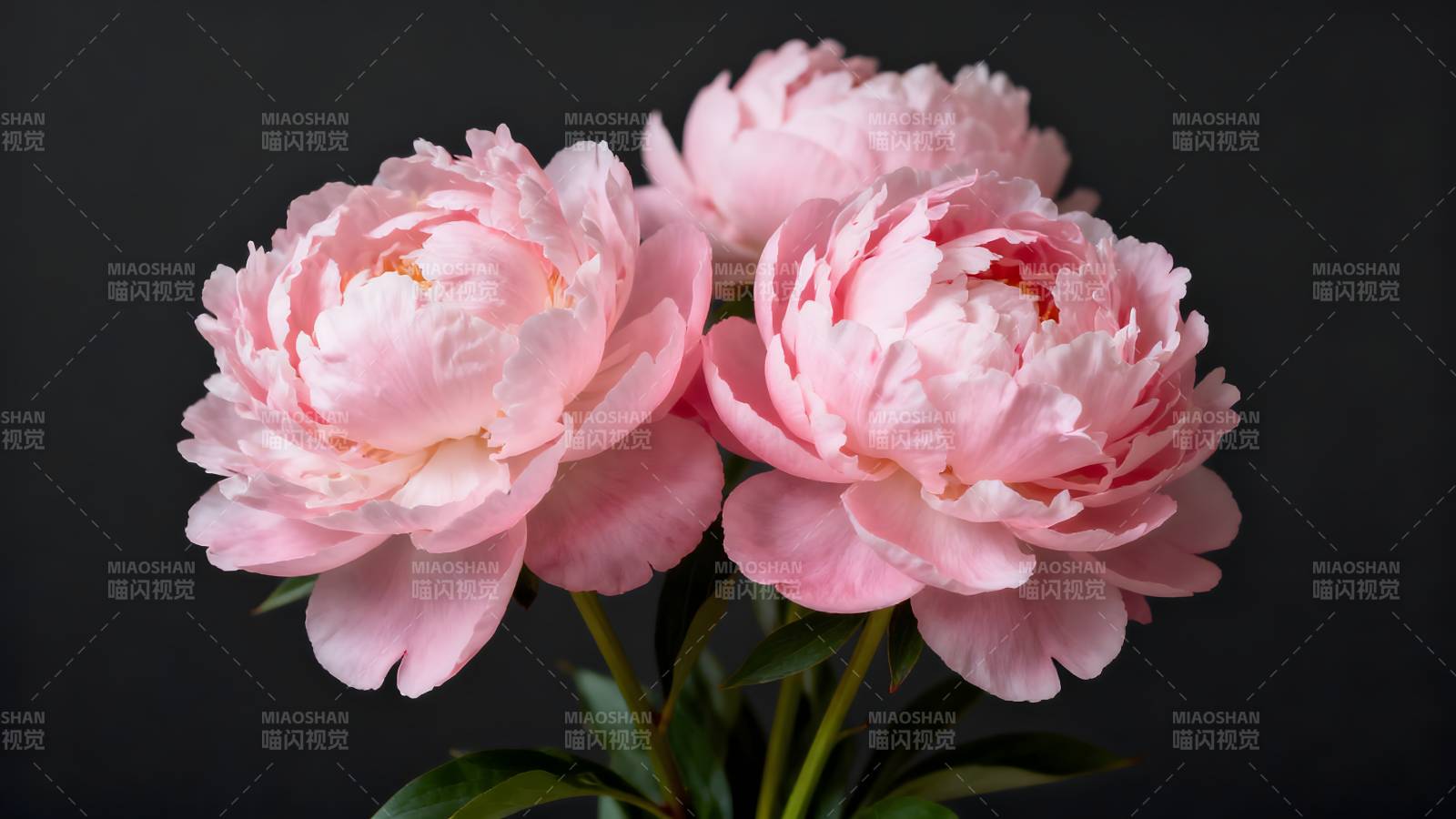 粉红牡丹绽放图片