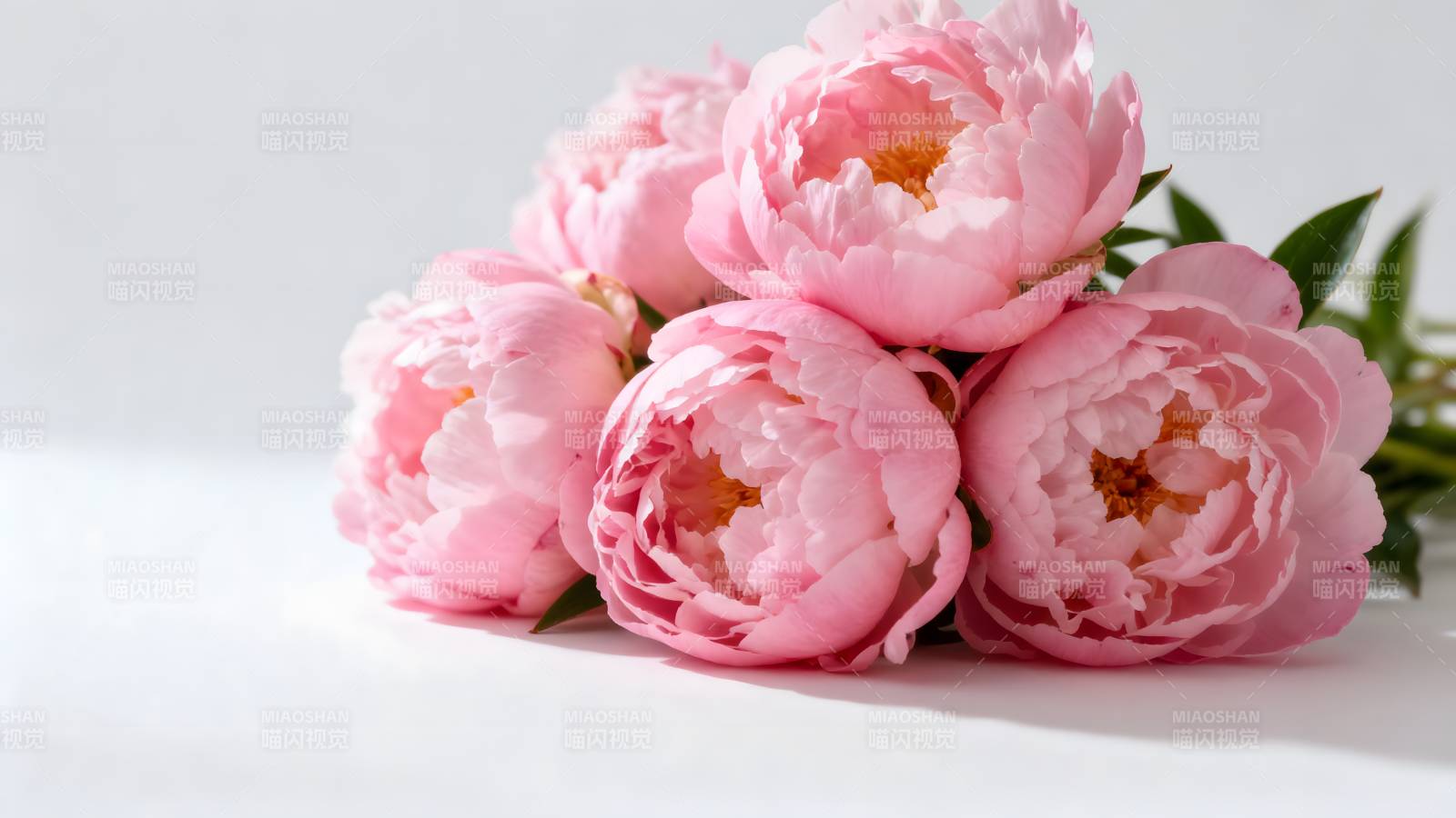 粉嫩牡丹绽放图片