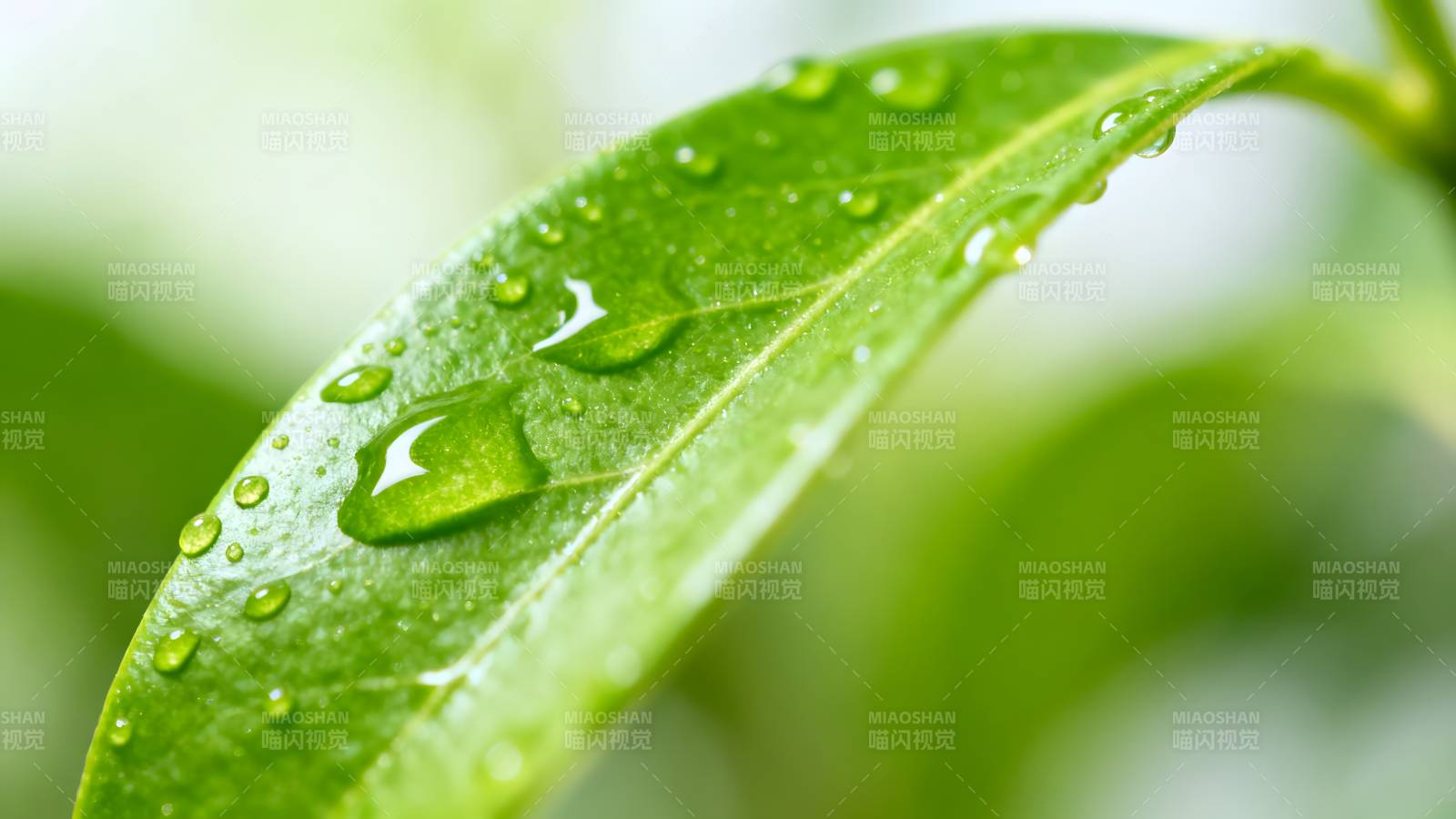 叶上水珠晶莹图片