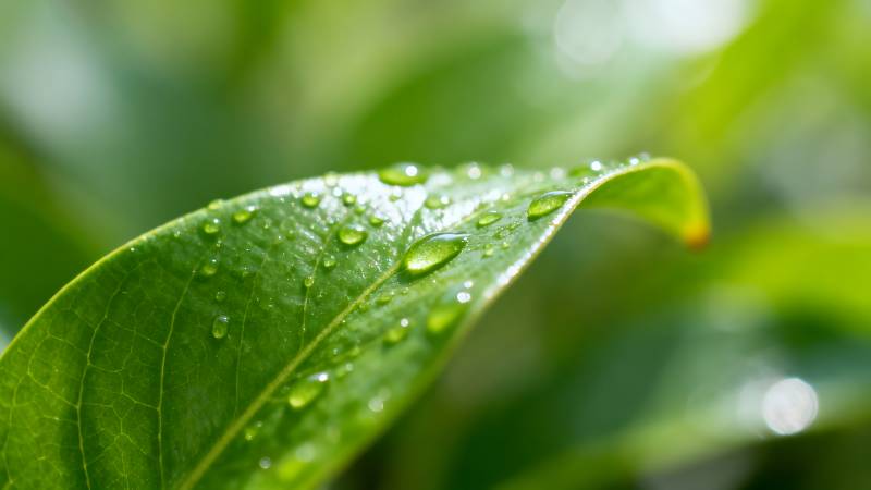 露珠叶上晶莹图片