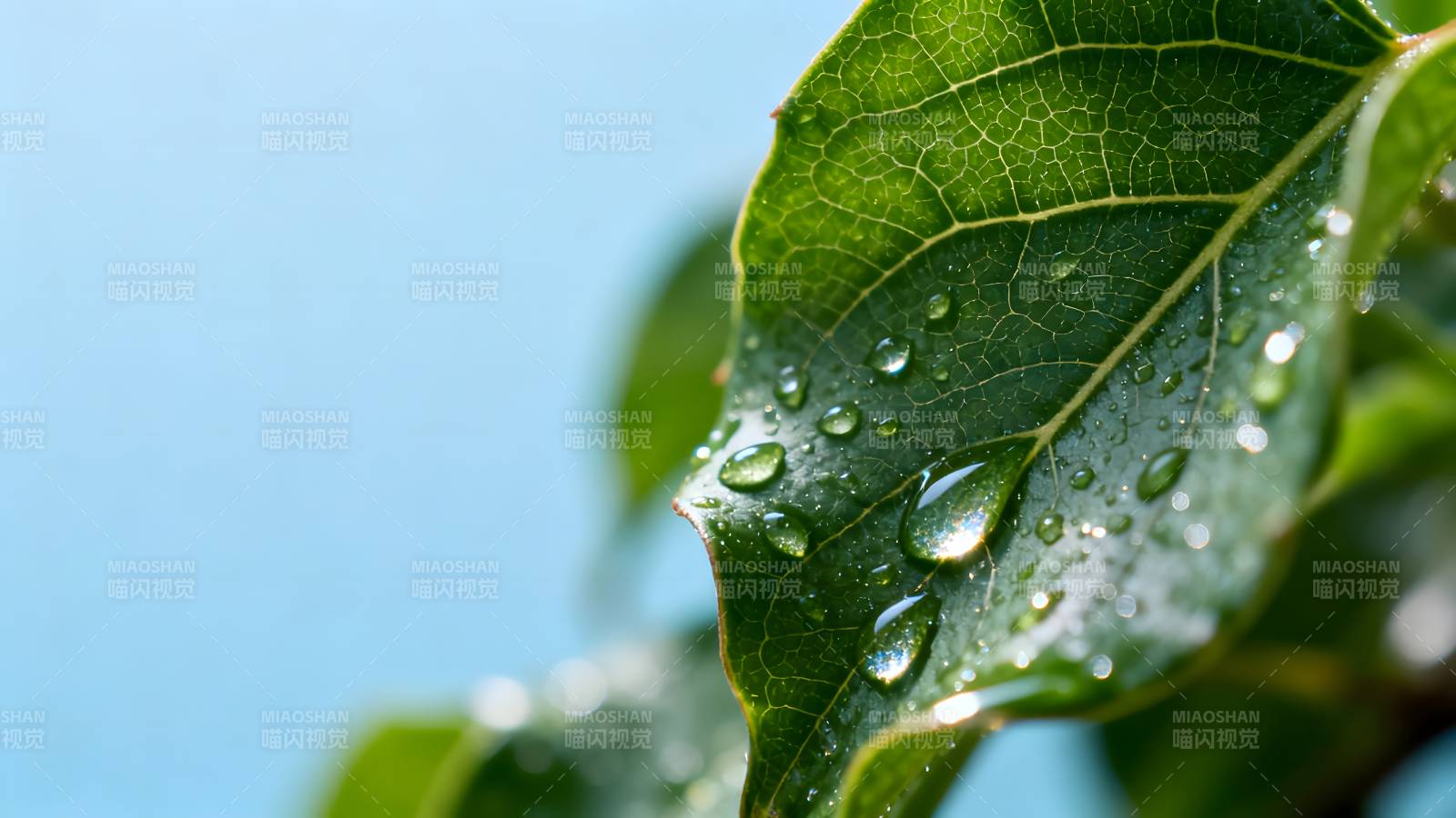 叶上露珠晶莹图片