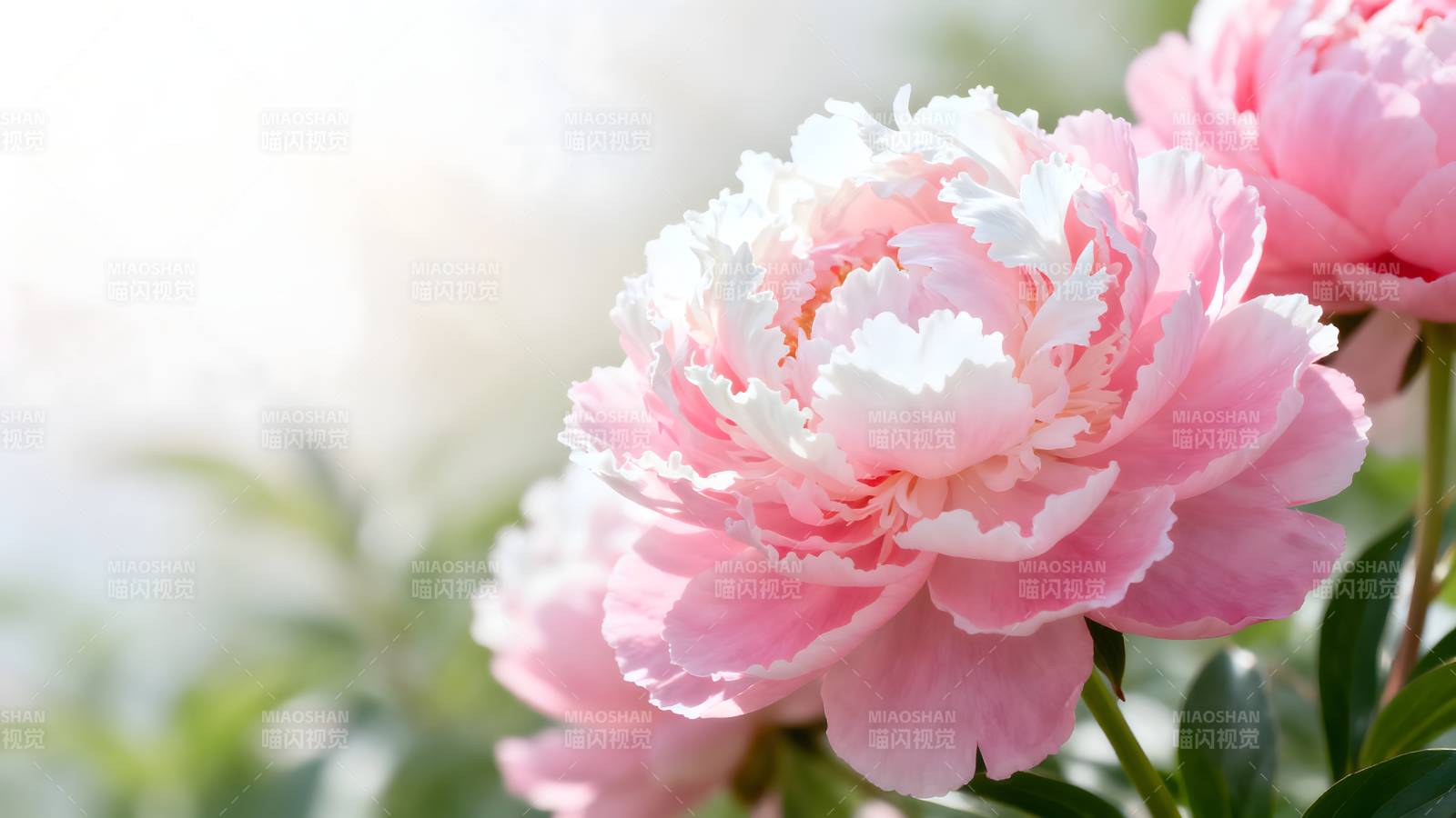 粉白牡丹绽放图片