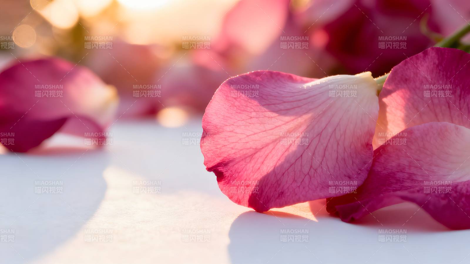 玫瑰花瓣静美绽放图片