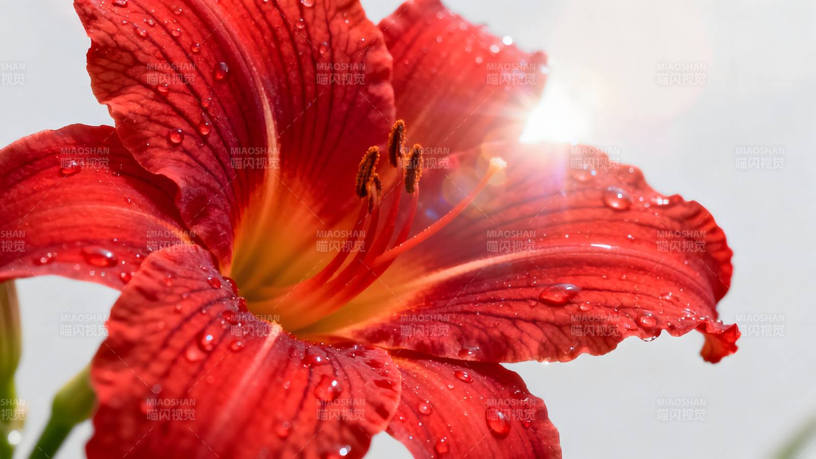 红花滴露迎朝阳图片