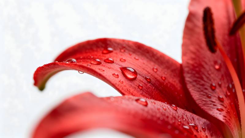 红花上的水珠图片