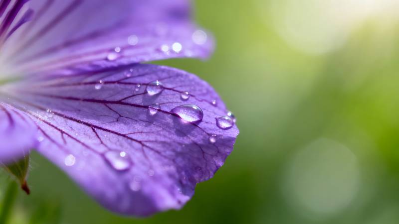 紫花上的露珠图片