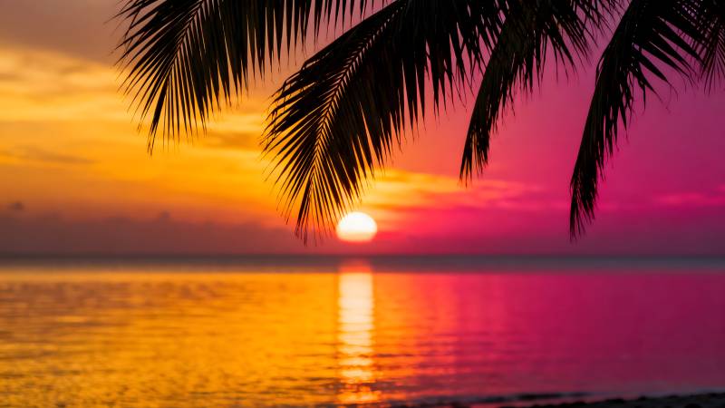 椰影夕阳海景图片