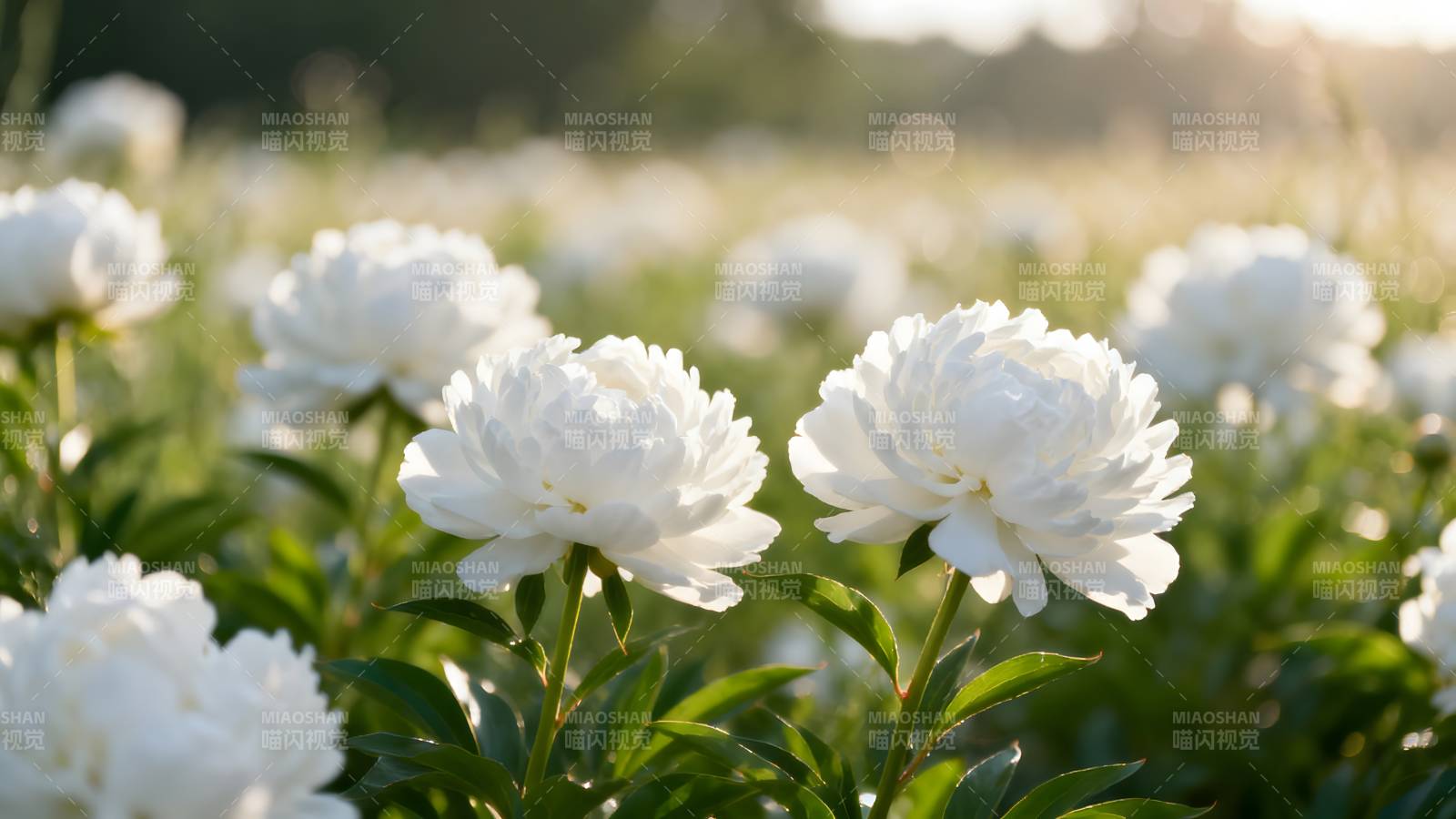 白牡丹花海图片