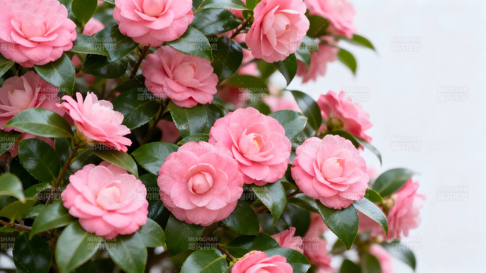 粉红山茶花绽放图片