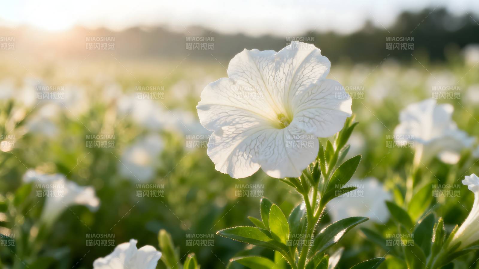 白花绽放于晨光中图片
